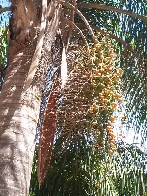 Syagrus romanzoffiana (Arecaceae)